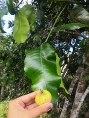 Garcinia intermedia