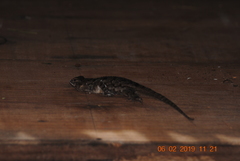 Sceloporus clarkii