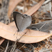 Erina geminus - Photo (c) rivendel, algunos derechos reservados (CC BY-NC)