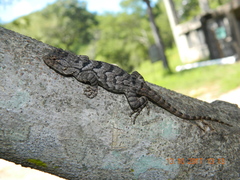 Sceloporus clarkii