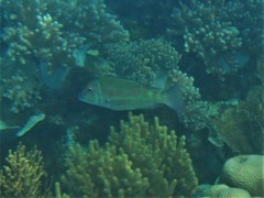 Lethrinus erythropterus