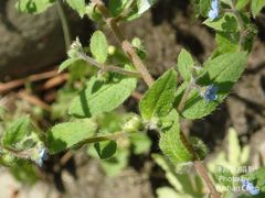 Thyrocarpus sampsonii