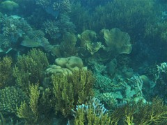 Lethrinus erythropterus