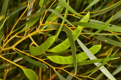 Acacia ancistrocarpa