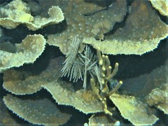 Plumigorgia