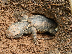 Sceloporus clarkii