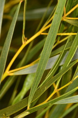 Acacia ancistrocarpa