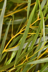 Acacia ancistrocarpa