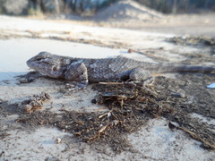 Sceloporus clarkii