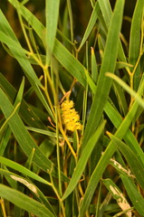 Acacia ancistrocarpa