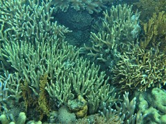Porites cylindrica