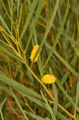 Acacia ancistrocarpa