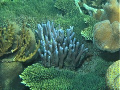 Montipora digitata