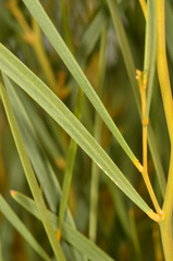Acacia ancistrocarpa