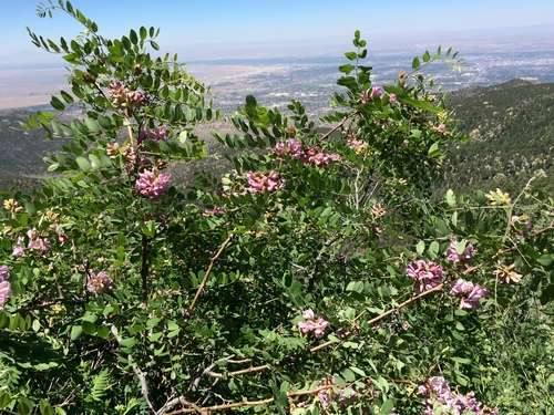 New Mexico locust