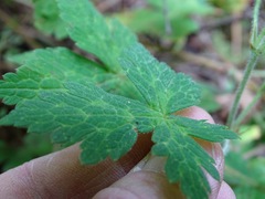 Geranium potentillifolium