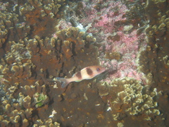 Parupeneus crassilabris