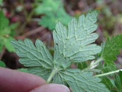 Geranium potentillifolium