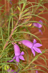 Eremophila gilesii