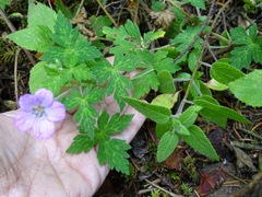 Geranium potentillifolium