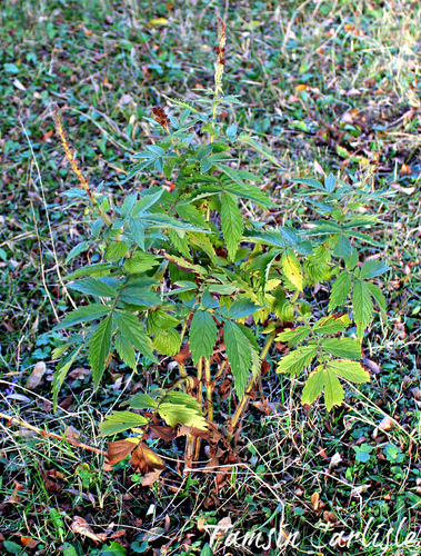 Agrimonia repens