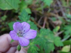 Geranium potentillifolium