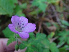 Geranium potentillifolium