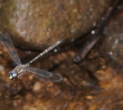 Austroaeschna atrata