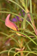 Eremophila gilesii