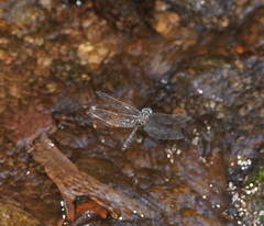 Austroaeschna atrata