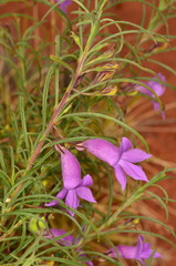 Eremophila gilesii