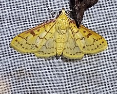 Polygrammodes flavidalis