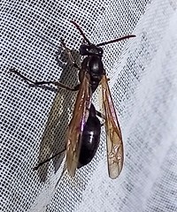 Agelaia panamaensis