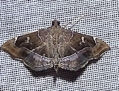 Lamprosema dorisalis