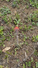 Castilleja arvensis