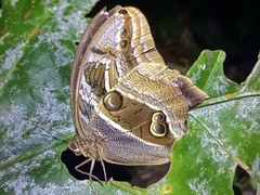 Eryphanis aesacus