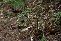 Matteuccia struthiopteris