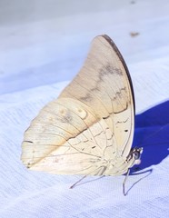 Archaeoprepona amphimachus