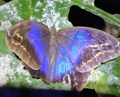 Eryphanis aesacus