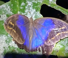 Eryphanis aesacus