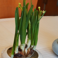 Narcissus tazetta chinensis