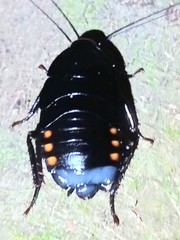 Megaloblatta blaberoides