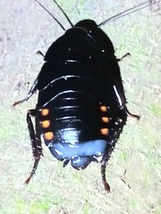 Megaloblatta blaberoides