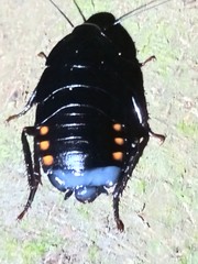 Megaloblatta blaberoides