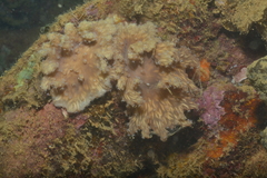 Sinularia brassica