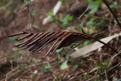 Matteuccia struthiopteris
