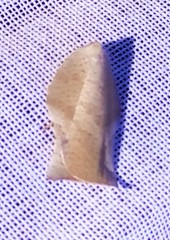 Atteriini