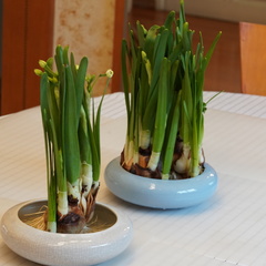 Narcissus tazetta chinensis