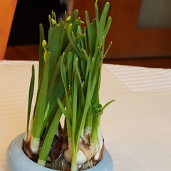 Narcissus tazetta chinensis