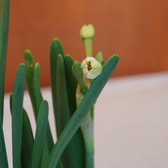Narcissus tazetta chinensis